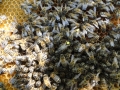 matka pszczela wśród pszczół.jpg