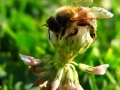 pszczoła zbiera nektar.jpg